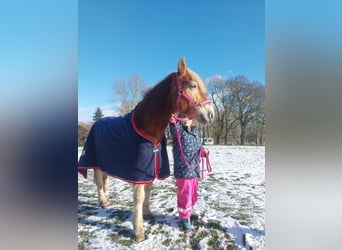 Haflinger, Wallach, 18 Jahre, 143 cm, Cremello
