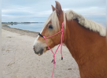 Haflinger, Wallach, 18 Jahre, 143 cm, Cremello