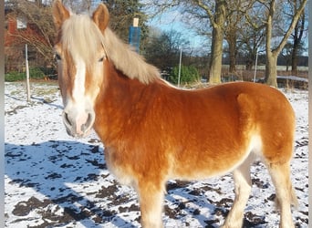 Haflinger, Wallach, 18 Jahre, 143 cm, Cremello