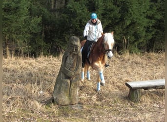 Haflinger, Wallach, 18 Jahre, 143 cm, Cremello
