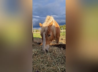 Haflinger, Wallach, 18 Jahre, 147 cm, Fuchs Haflinger, Wallach, 18 Jahre, 147 cm, Fuchs