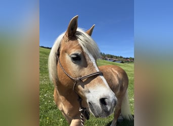 Haflinger, Wallach, 18 Jahre, 148 cm