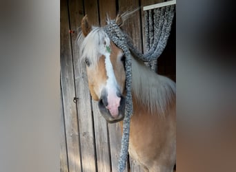 Haflinger, Wallach, 18 Jahre, 148 cm, Fuchs