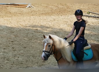 Haflinger Mix, Wallach, 18 Jahre, 148 cm, Fuchs