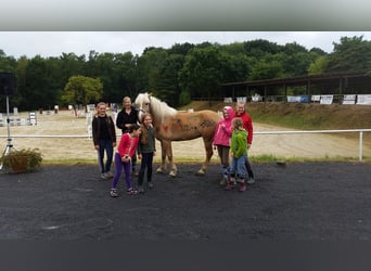 Haflinger Mix, Wallach, 18 Jahre, 148 cm, Fuchs