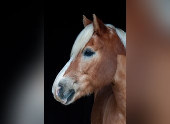 Haflinger, Wallach, 18 Jahre, 152 cm, Fuchs