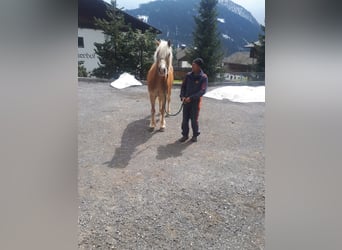 Haflinger, Wallach, 18 Jahre, 156 cm, Fuchs