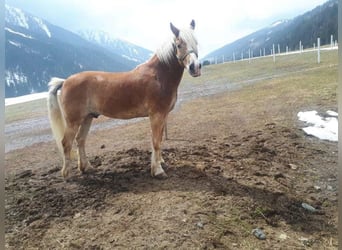 Haflinger, Wallach, 18 Jahre, 156 cm, Fuchs