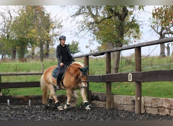 Haflinger, Wallach, 18 Jahre, Hellbrauner