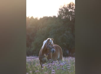 Haflinger, Wallach, 18 Jahre, Hellbrauner