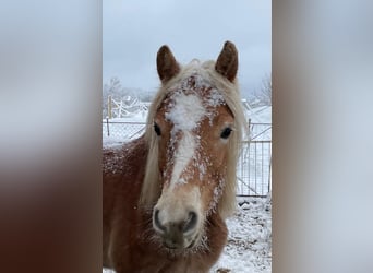 Haflinger, Wallach, 18 Jahre
