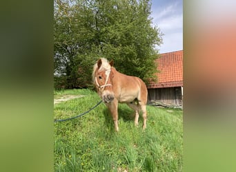 Haflinger, Wallach, 18 Jahre