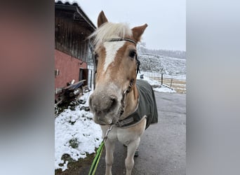 Haflinger, Wallach, 19 Jahre, 135 cm, Fuchs