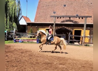 Haflinger, Wallach, 19 Jahre, 145 cm