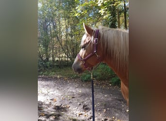 Haflinger, Wallach, 19 Jahre, 147 cm, Fuchs