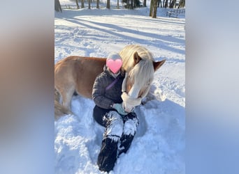 Haflinger, Wallach, 19 Jahre, 147 cm, Fuchs