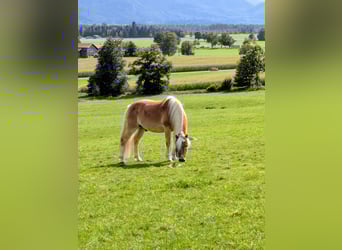 Haflinger, Wallach, 19 Jahre, 151 cm