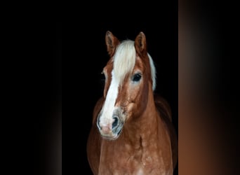 Haflinger, Wallach, 19 Jahre, 152 cm, Fuchs