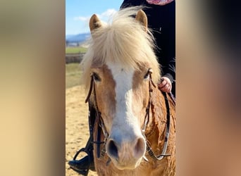 Haflinger, Wallach, 19 Jahre