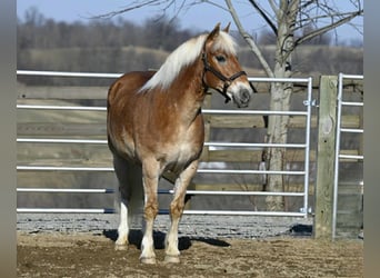 Haflinger, Wallach, 19 Jahre, Rotfuchs