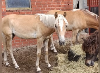 Haflinger, Wallach, 1 Jahr, 140 cm, Fuchs