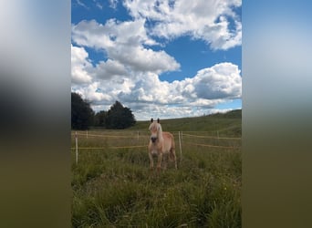 Haflinger, Wallach, 1 Jahr, 140 cm, Fuchs