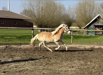 Haflinger, Wallach, 1 Jahr, 145 cm, Fuchs