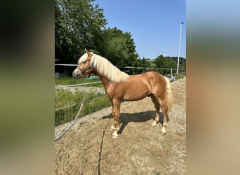 Haflinger, Wallach, 1 Jahr, 145 cm, Fuchs