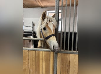 Haflinger, Wallach, 1 Jahr, 150 cm