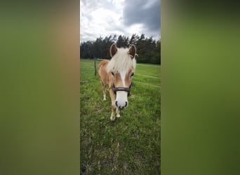 Haflinger, Wallach, 1 Jahr, 150 cm, Fuchs