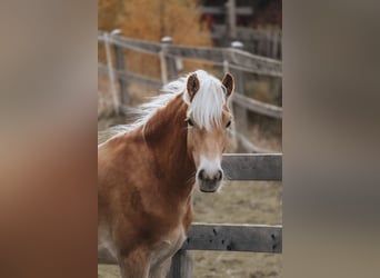 Haflinger, Wallach, 1 Jahr, 151 cm, Fuchs