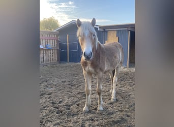 Haflinger, Wallach, 1 Jahr, 154 cm, Fuchs