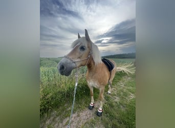 Haflinger, Wallach, 20 Jahre, 140 cm, Fuchs