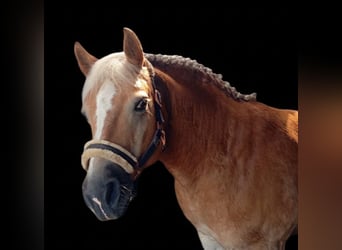 Haflinger, Wallach, 20 Jahre, 145 cm, Fuchs