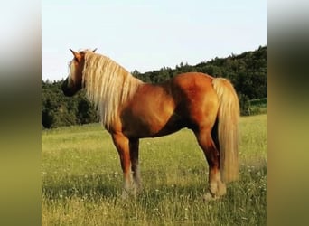 Haflinger, Wallach, 20 Jahre, 146 cm, Fuchs