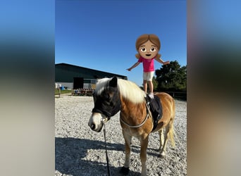 Haflinger, Wallach, 20 Jahre, 146 cm, Fuchs