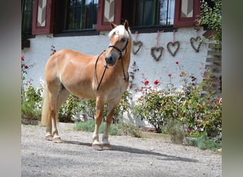 Haflinger, Wallach, 20 Jahre, 147 cm, Fuchs