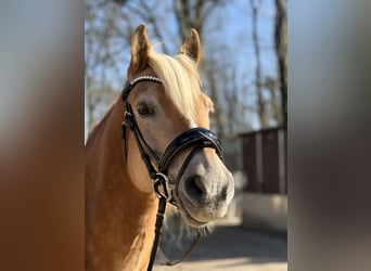 Haflinger, Wallach, 20 Jahre, 150 cm