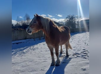 Haflinger, Wallach, 20 Jahre, 150 cm, Fuchs
