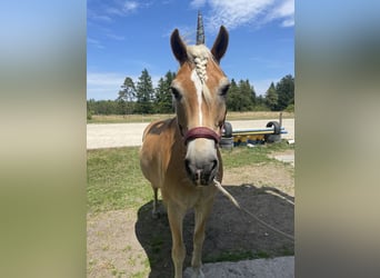 Haflinger, Wallach, 20 Jahre, 154 cm
