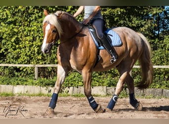 Haflinger Mix, Wallach, 20 Jahre, 156 cm, Palomino