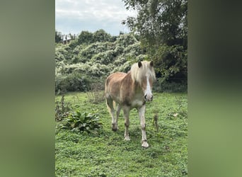 Haflinger, Wallach, 20 Jahre, 157 cm