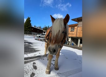 Haflinger, Wallach, 20 Jahre