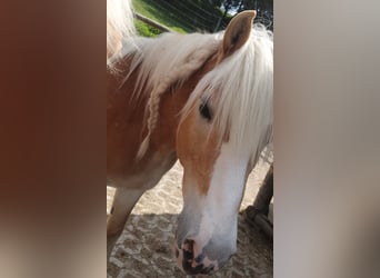 Haflinger, Wallach, 21 Jahre, 147 cm