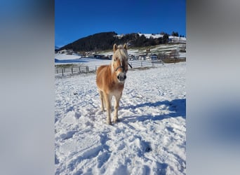 Haflinger, Wallach, 21 Jahre, 150 cm
