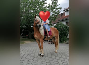 Haflinger, Wallach, 21 Jahre, 150 cm
