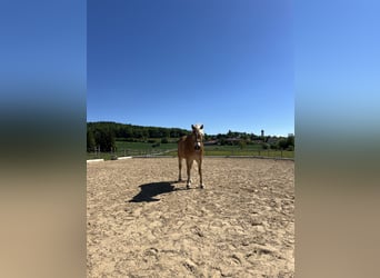Haflinger, Wallach, 21 Jahre, 154 cm, Fuchs