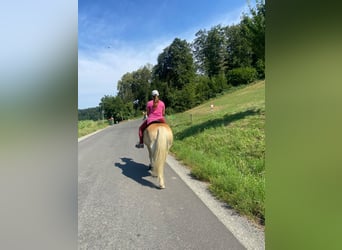 Haflinger, Wallach, 21 Jahre, 155 cm, Fuchs