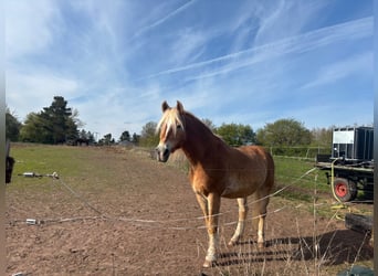 Haflinger, Wallach, 21 Jahre, 160 cm