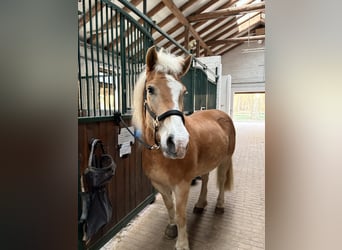 Haflinger, Wallach, 22 Jahre, 143 cm, Fuchs